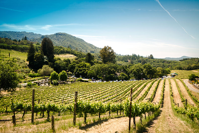 A vineyard monitored with Xloora